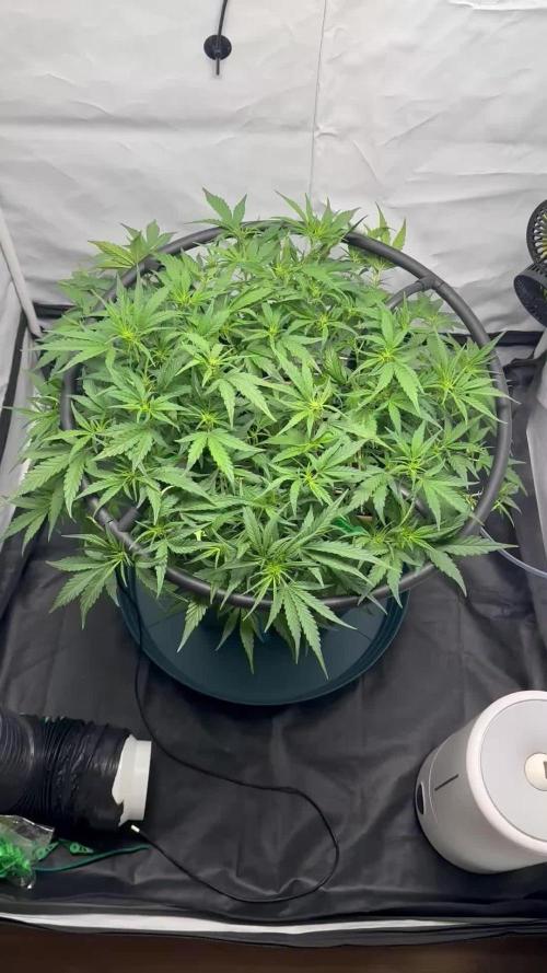 Guava Auto DWC
