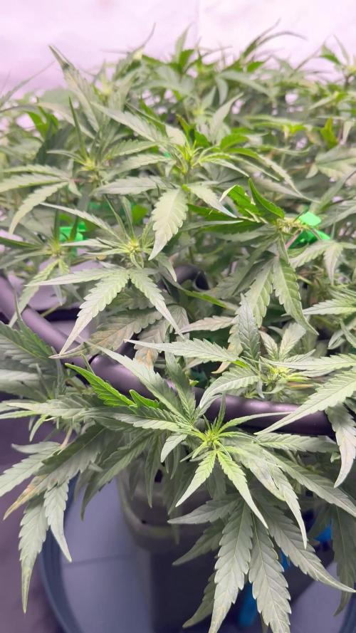 Guava Auto DWC