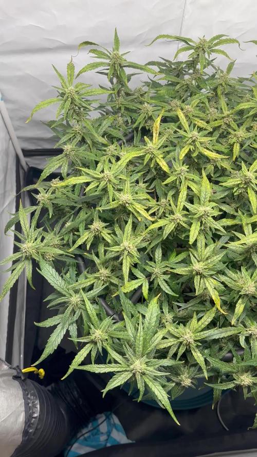 Guava Auto DWC