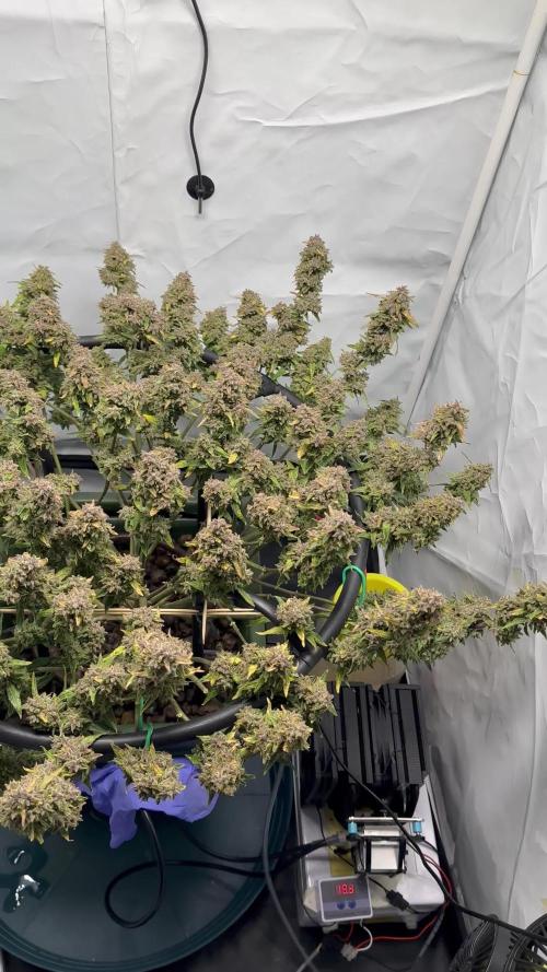 Guava Auto DWC