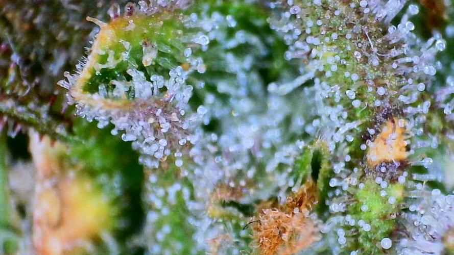 Guava Auto DWC