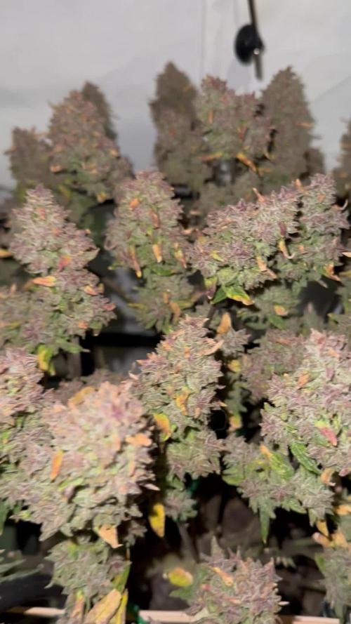 Guava Auto DWC