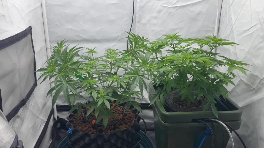 G13 Haze  2x DWC vs Soil
