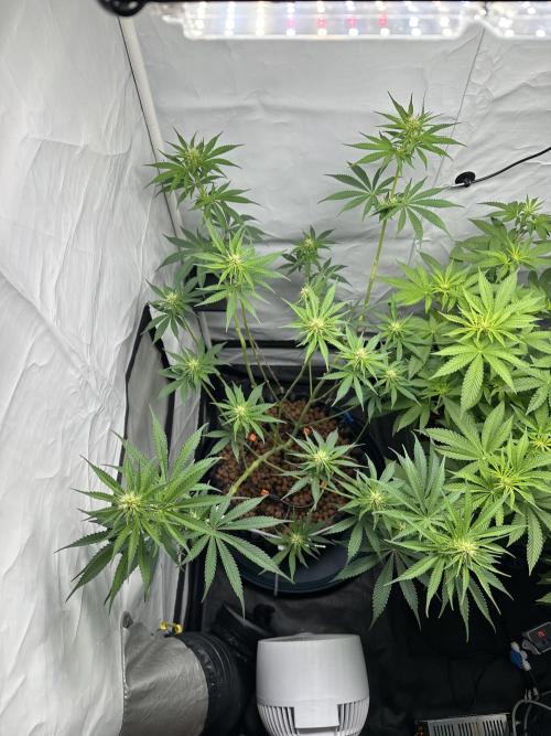 G13 Haze  2x DWC vs Soil. Week 7 - Day45