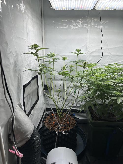 G13 Haze  2x DWC vs Soil. Week 7 - Day45