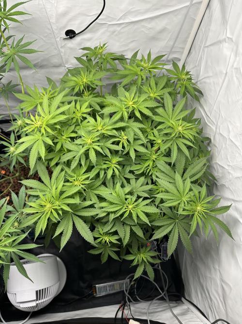 G13 Haze  2x DWC vs Soil. Week 7 - Day45