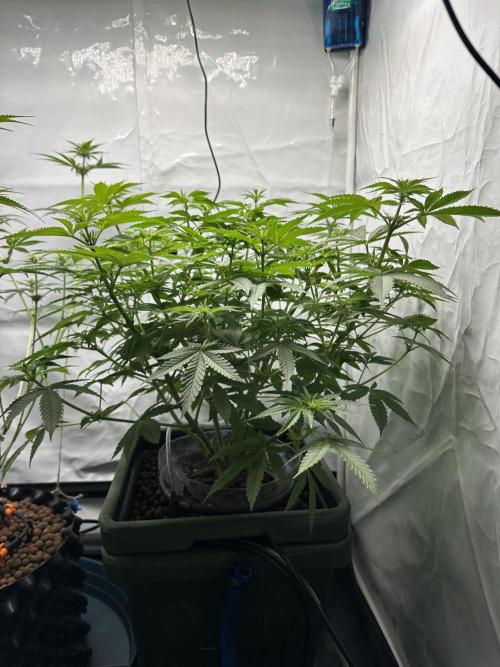 G13 Haze  2x DWC vs Soil. Week 7 - Day45