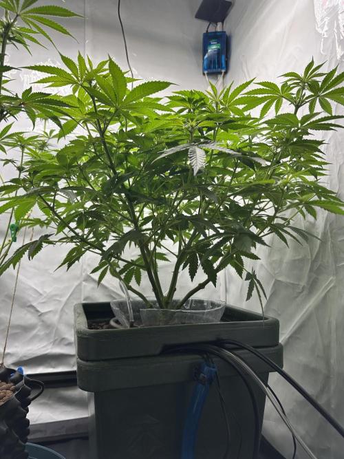 G13 Haze  2x DWC vs Soil. Week 7 - Day45