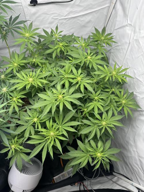 G13 Haze  2x DWC vs Soil. Week 7 - Day47