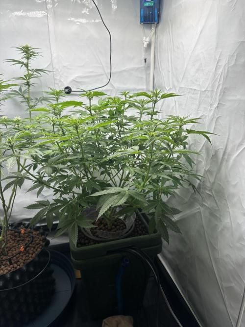 G13 Haze  2x DWC vs Soil. Week 7 - Day47