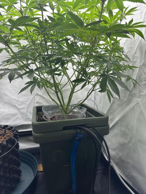 G13 Haze  2x DWC vs Soil. Week 7 - Day47