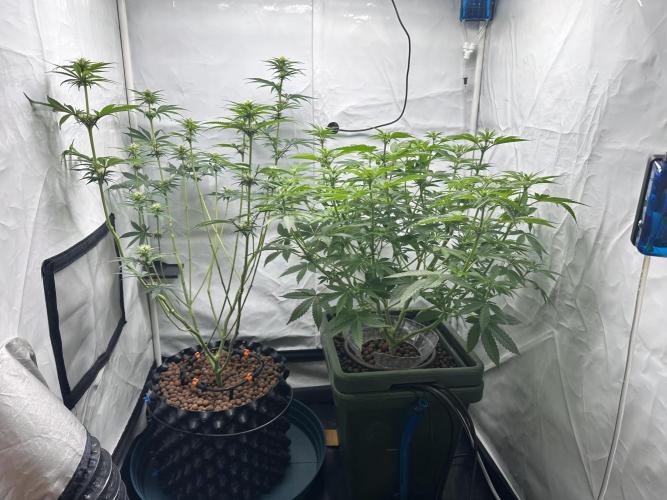 G13 Haze  2x DWC vs Soil. Week 7 - Day47