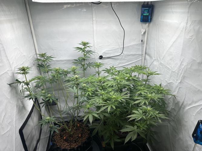 G13 Haze  2x DWC vs Soil. Week 7 - Day47