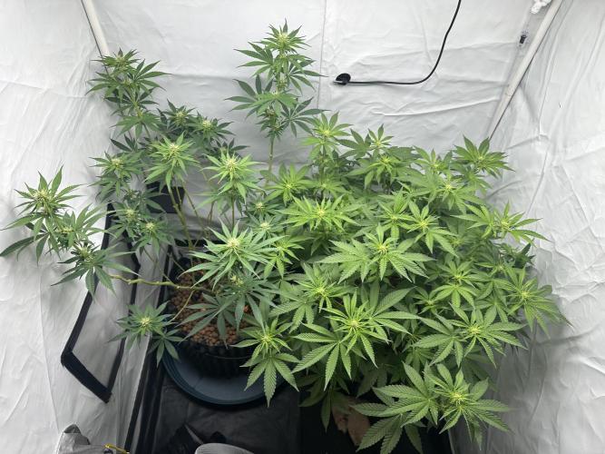 G13 Haze  2x DWC vs Soil. Week 7 - Day47