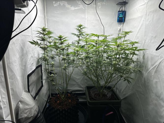 G13 Haze  2x DWC vs Soil. Week 8 - Day52