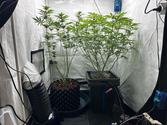 G13 Haze  2x DWC vs Soil. Week 8 - Day52