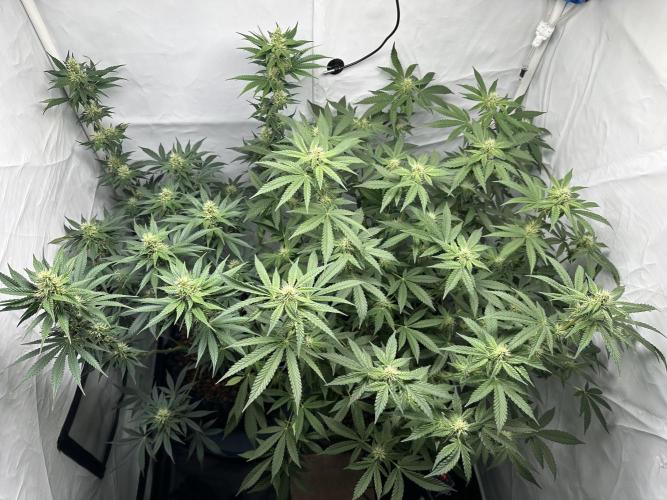 G13 Haze  2x DWC vs Soil. Week 9 - Day57