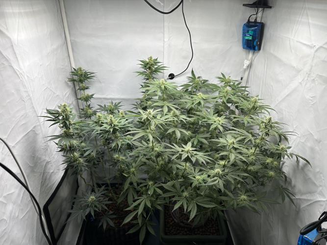 G13 Haze  2x DWC vs Soil. Week 9 - Day57