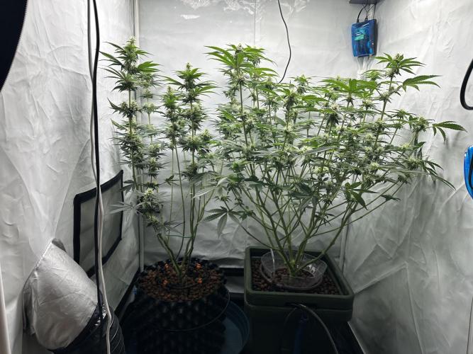 G13 Haze  2x DWC vs Soil. Week 9 - Day57