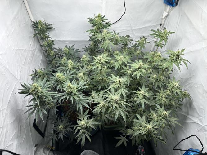 G13 Haze  2x DWC vs Soil. Week 9 - Day63