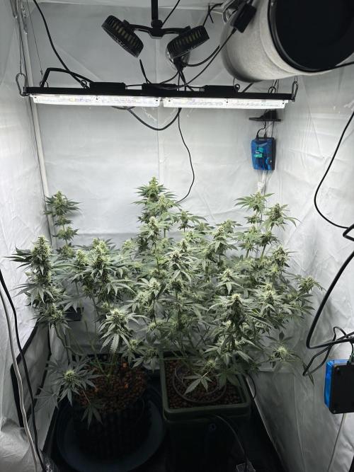 G13 Haze  2x DWC vs Soil. Week 9 - Day63