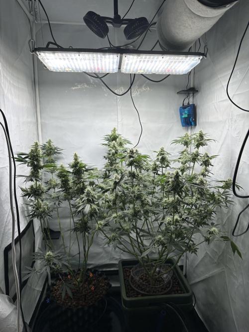 G13 Haze  2x DWC vs Soil. Week 9 - Day63