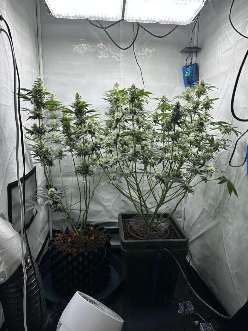 G13 Haze  2x DWC vs Soil. Week 9 - Day63