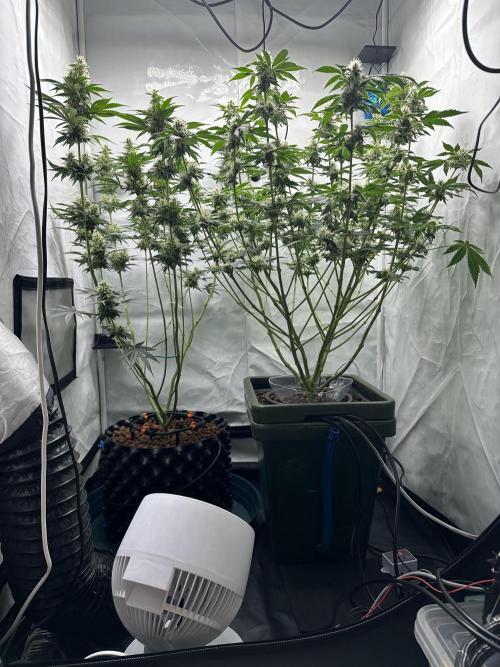 G13 Haze  2x DWC vs Soil. Week 9 - Day63