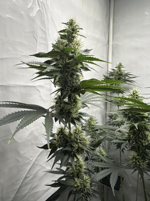 G13 Haze  2x DWC vs Soil. Week 9 - Day63