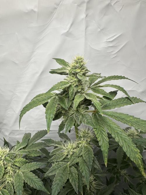 G13 Haze  2x DWC vs Soil. Week 9 - Day63