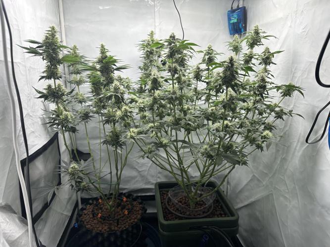 G13 Haze  2x DWC vs Soil. Week 10 - Day64