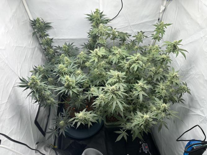 G13 Haze  2x DWC vs Soil. Week 10 - Day64