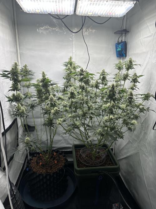 G13 Haze  2x DWC vs Soil. Week 10 - Day64