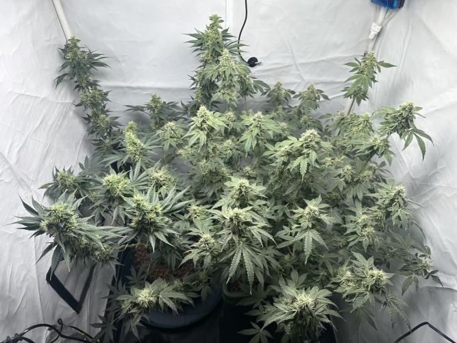 G13 Haze  2x DWC vs Soil. Week 10 - Day69