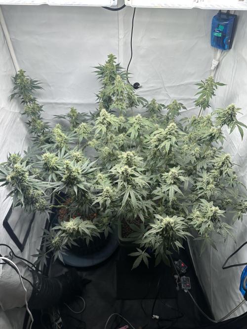 G13 Haze  2x DWC vs Soil. Week 10 - Day69