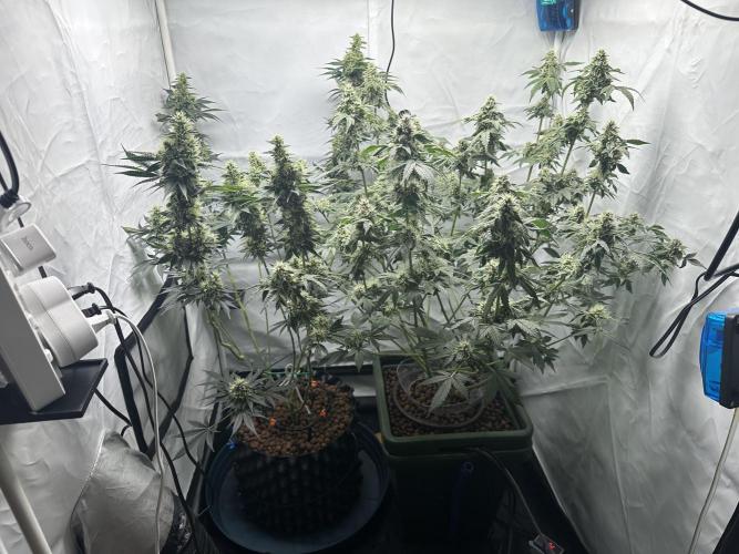G13 Haze  2x DWC vs Soil. Week 10 - Day69