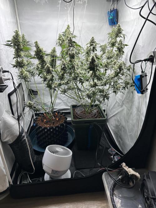 G13 Haze  2x DWC vs Soil. Week 11 - Day74