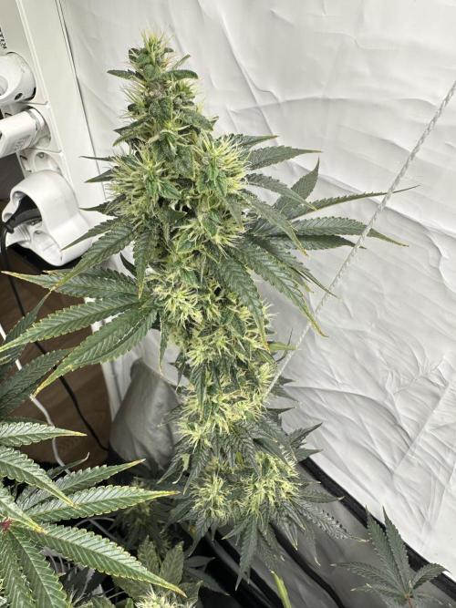 G13 Haze  2x DWC vs Soil. Week 11 - Day74