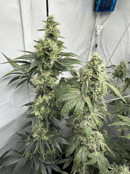 G13 Haze  2x DWC vs Soil. Week 11 - Day74