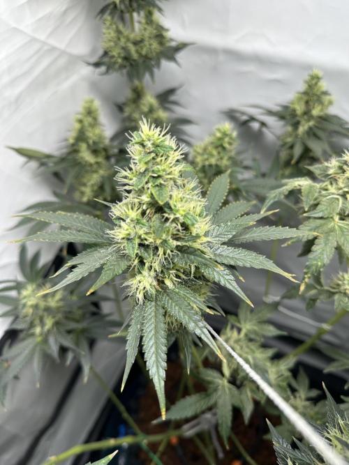 G13 Haze  2x DWC vs Soil. Week 11 - Day74