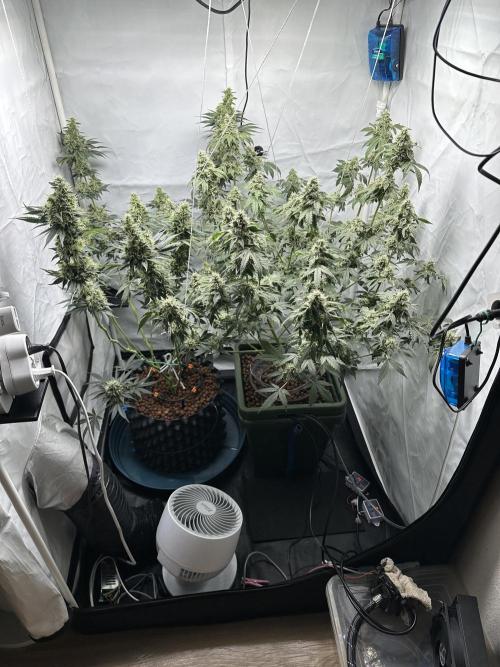 G13 Haze  2x DWC vs Soil. Week 11 - Day74