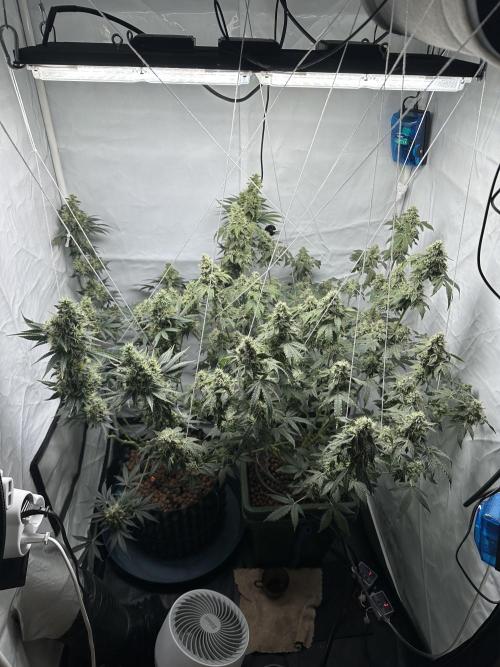 G13 Haze  2x DWC vs Soil. Week 12 - Day78