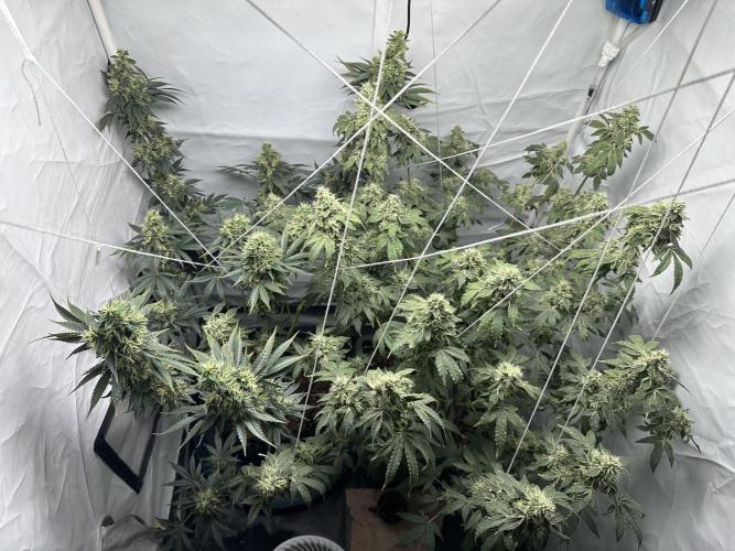 G13 Haze  2x DWC vs Soil. Week 12 - Day78