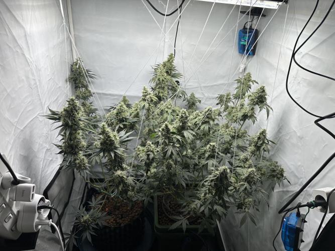 G13 Haze  2x DWC vs Soil. Week 12 - Day78