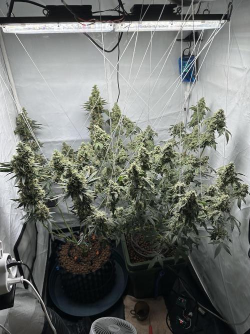 G13 Haze  2x DWC vs Soil. Week 13 - Day85