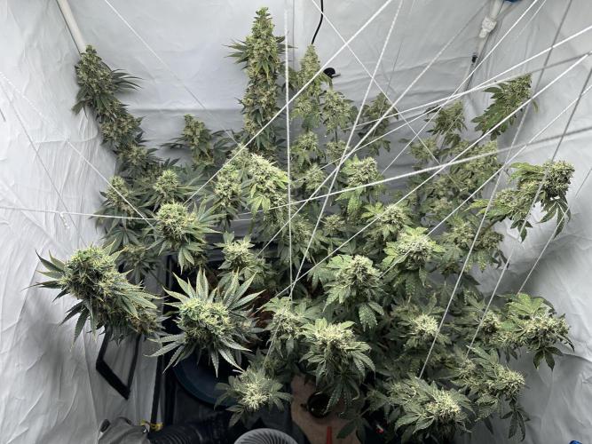 G13 Haze  2x DWC vs Soil. Week 13 - Day85