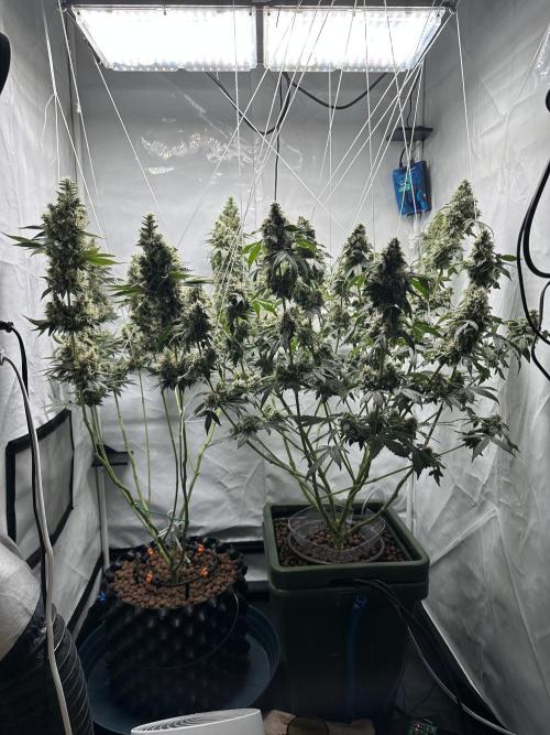 G13 Haze  2x DWC vs Soil. Week 13 - Day85