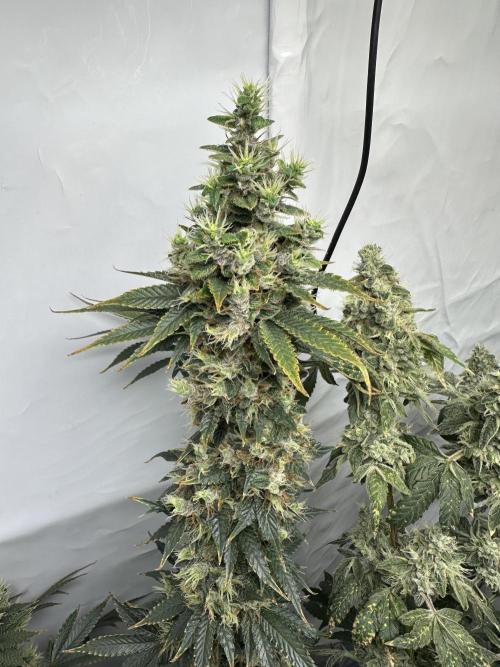 G13 Haze  2x DWC vs Soil. Week 13 - Day85