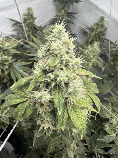 G13 Haze  2x DWC vs Soil. Week 13 - Day87