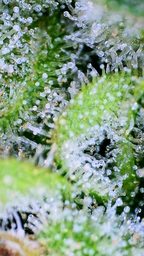 G13 Haze  2x DWC vs Soil. Week 13 - Day91